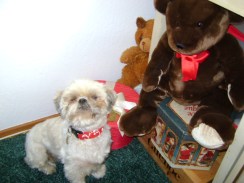 Inspiration From My Old Dog